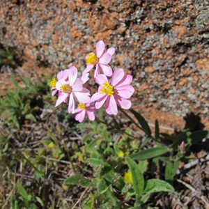 Pink Clusters Everlasting