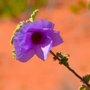 Alyogyne pinoniana 