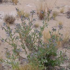 Trichodesma zeylanicum