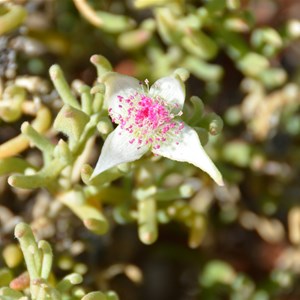 Gunniopsis quadrifida 