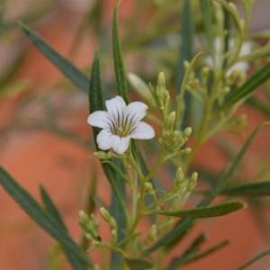 Duboisia hopwoodii