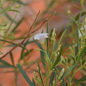 Duboisia hopwoodii