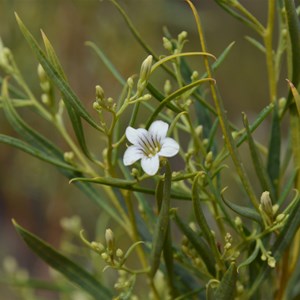 Duboisia hopwoodii