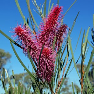 Grass Leaf Hakea