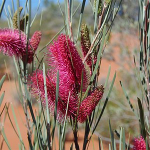 Grass Leaf Hakea