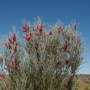 Grass Leaf Hakea