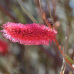 Grass Leaf Hakea