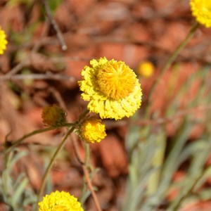 Rhodanthe citrina