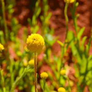 Soft Billybuttons