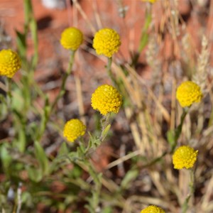 Soft Billybuttons