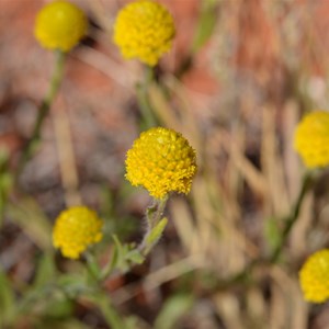 Soft Billybuttons