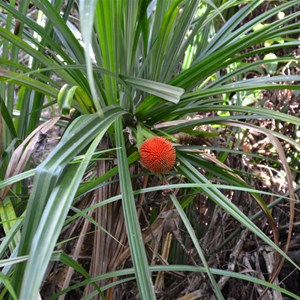 Scrub Breadfruit 