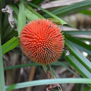 Scrub Breadfruit 