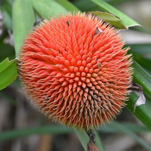 Scrub Breadfruit 