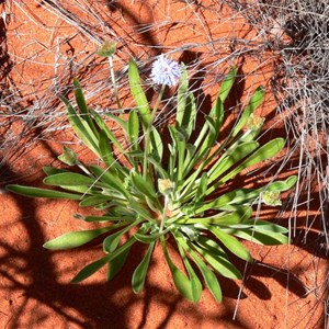 Brunonia australia, Maralinga