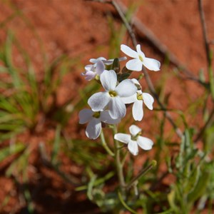 Blennodia canescens 