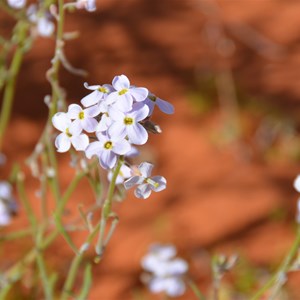 Blennodia canescens 