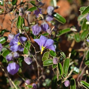 Keraudrenia integrifolia