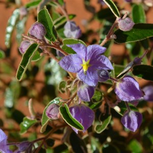 Keraudrenia integrifolia