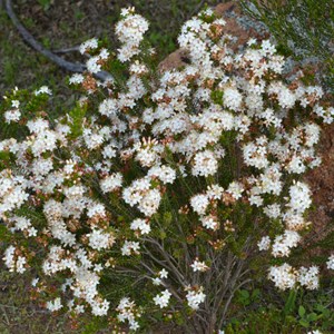 Calytrix tetragona