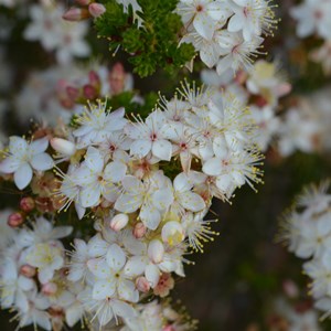 Calytrix tetragona