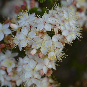 Calytrix tetragona