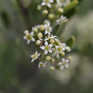 Buckthorn Family?