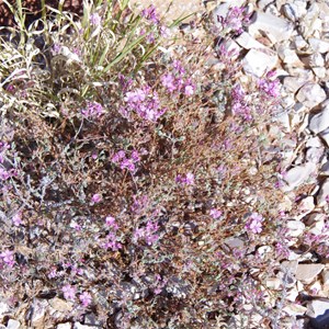 Frankenia serpyllifolia 