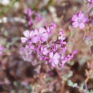 Frankenia serpyllifolia 