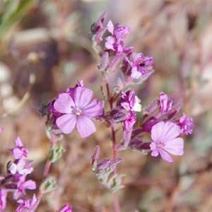 Frankenia serpyllifolia 