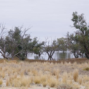 Eucalyptus microtheca 