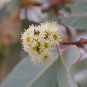 Eucalyptus microtheca 