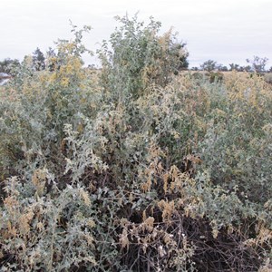 Atriplex nummularia 