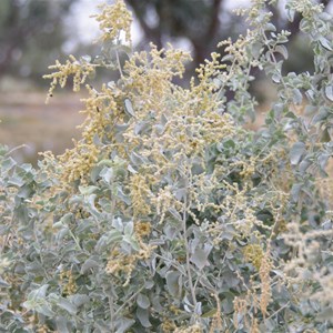 Atriplex nummularia 