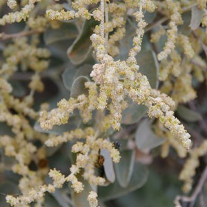 Atriplex nummularia 