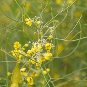 Senna artemisioides subsp. filifolia 