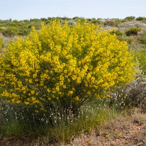 Senna artemisioides subsp. filifolia – Desert Cassia