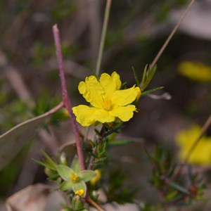 Hibbertia exutiacies