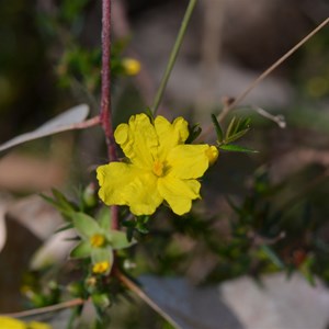 Hibbertia exutiacies