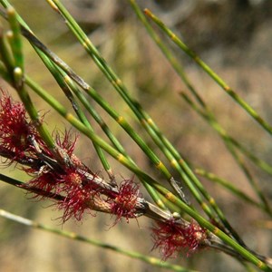Feathery red female flowers of Casuarina littoralis