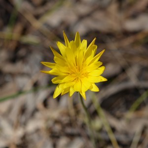 Microseris lanceolata