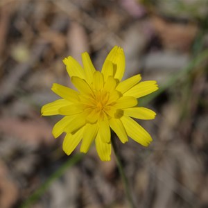 Microseris lanceolata