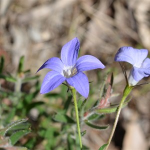 Wahlenbergia luteola