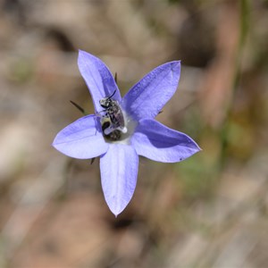 Wahlenbergia luteola