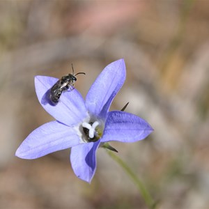 Wahlenbergia luteola