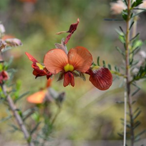 Red Parrot Pea 