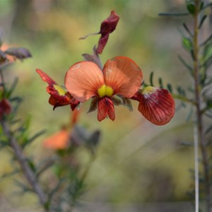 Red Parrot Pea 