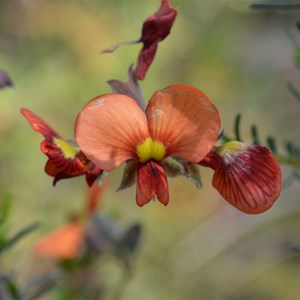 Red Parrot Pea 