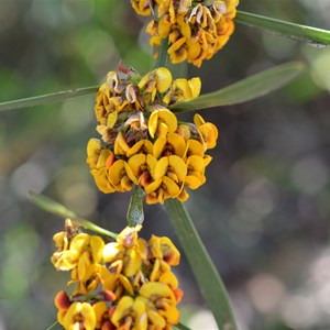 Daviesia leptophylla