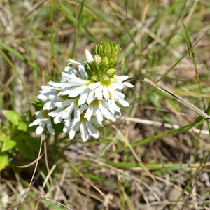 Scaevola albida